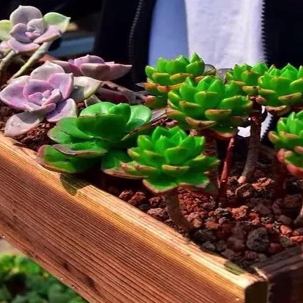 binaryabc-wooden-rectangle-planter-boxwi-5.jpg